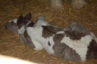 Best of "Irish-Tinker-Farm"
