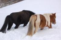 Die Giftzwerge:  Linia und Smoky